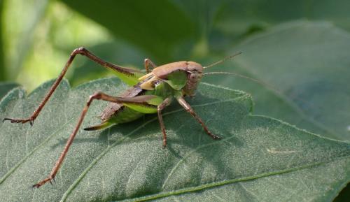 Réf. 326 364 : Platycleis albopunctata